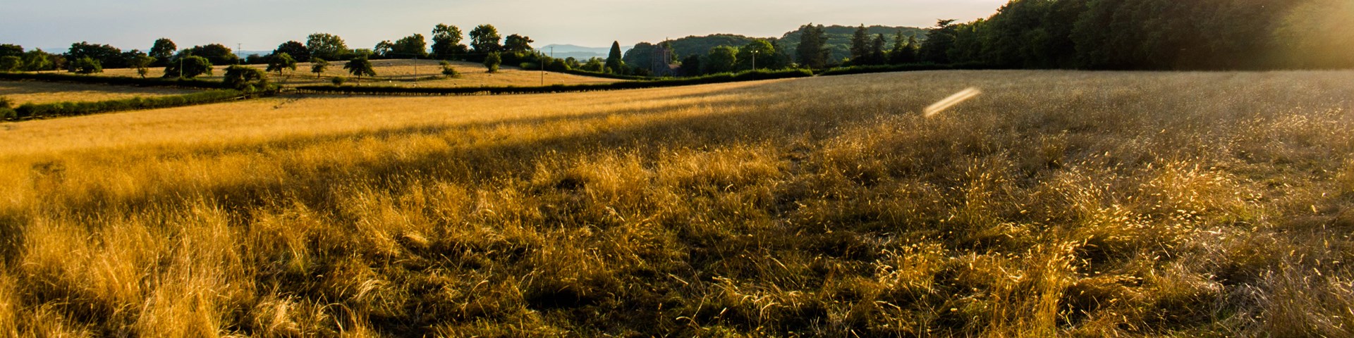 Pitcure of field on a sunny evening 